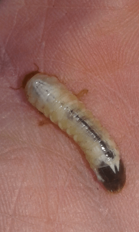 Larve di Melolonthidae?